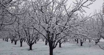 Sivaslı’da yağan kar meyve ağaçlarını olumsuz etkiledi