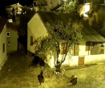 Sivas’ta aç kalan ayılar köyde tırmandıkları ağaçta meyve yedi