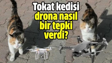 Tokat kedisi drona nasıl tepki verdi?