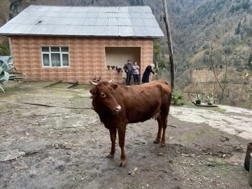 Türkiye-Gürcistan sınırında firari inek alarmı
