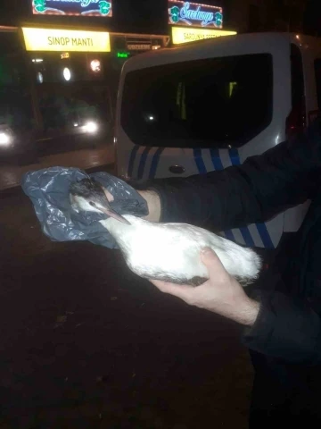 Yaralı karabatak kuşuna polis şefkati

