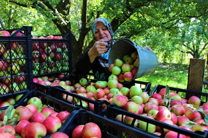 Amasya’da 2 bin yıldır yetiştirilen misket elmasının bu yılki hasadı