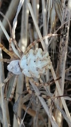 Dünyanın en zehirli örümcekleri arasında gösterilen ‘Argiope lobata’ bu kez