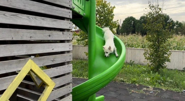 Samsun’da bir oyun parkında kaydıraktan kayan köpek yüzlerde tebessüm oluşturdu.