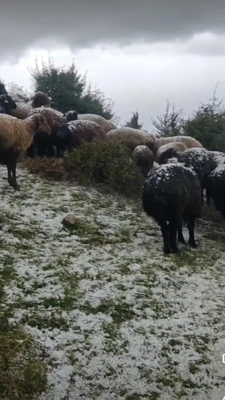 Tokat'taki kızkayası yaylası'nda aniden başlayan dolu yağışı, küçükbaş hayvanları ve