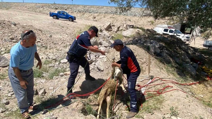 Aksaray’da yüzlerce koyunun bulunduğu sürüden çıkarak farklı bir yola giren
