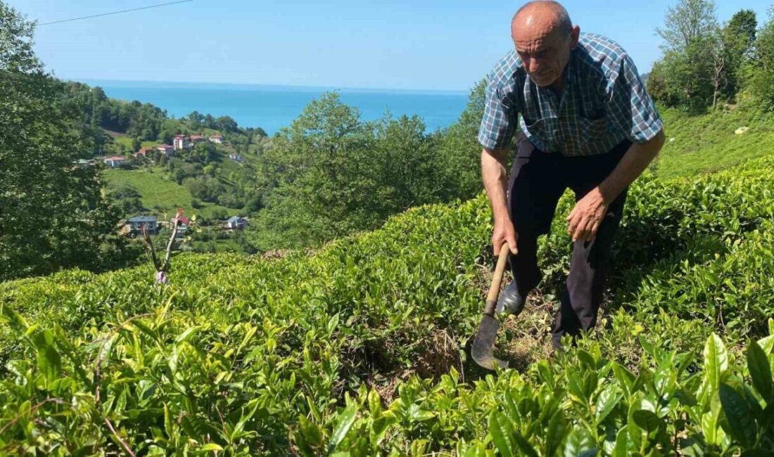 Artvin’in Kemalpaşa ilçesinde çaylık alanda çalışan bir kişi, Kafkas engereği