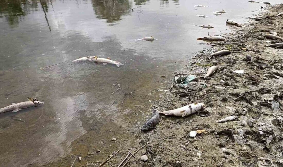 Çorum’un Osmancık ilçesinde Kızılırmak Nehri’nde kıyıya vuran ölü balıkların suya