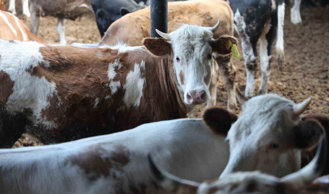 Kurban Bayramı yaklaşırken, şu günlerde kurbanlık hayvanların yaş, kilo ve