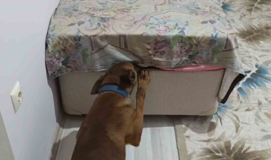 Aksaray’da uyuşturucu tacirlerinin evine baskın yapan jandarmanın narkotik köpeği, önce
