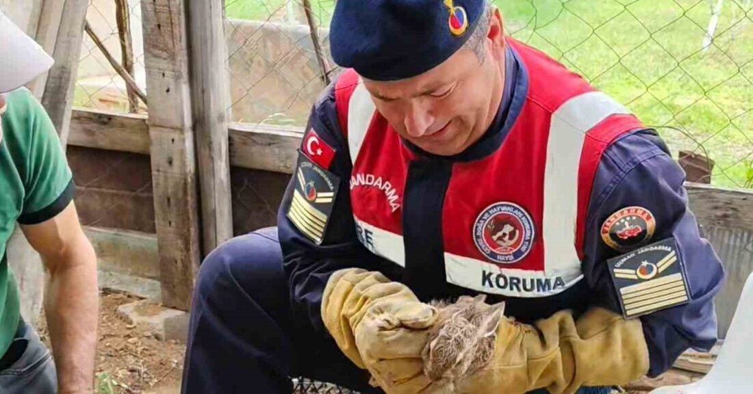 Yozgat jandarma ekiplerince doğada bitkin halde bulunan yavru yaban tavşanı